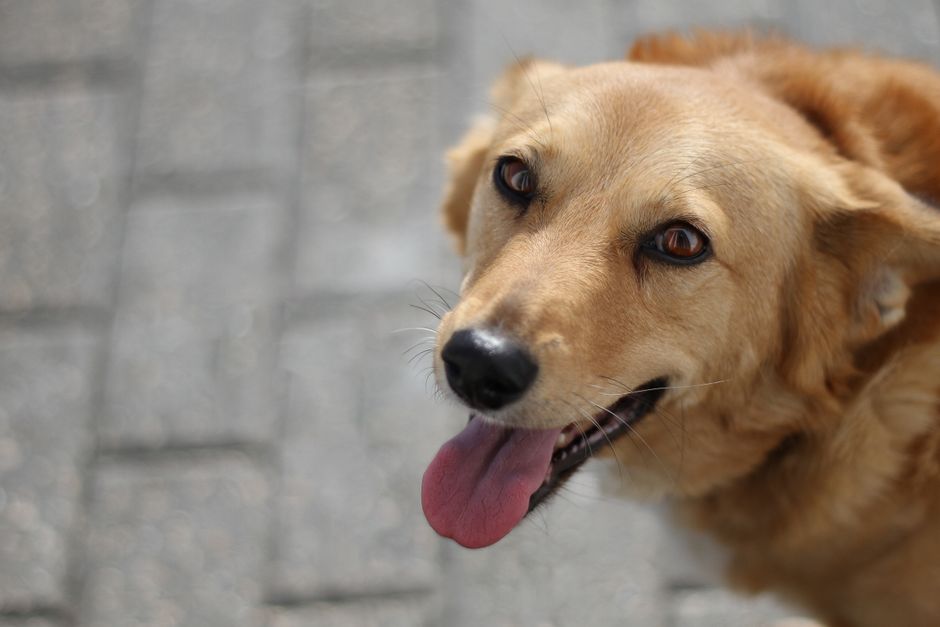 Com quantos meses o cachorro pode sair na rua? O que saber antes do primeiro passeio