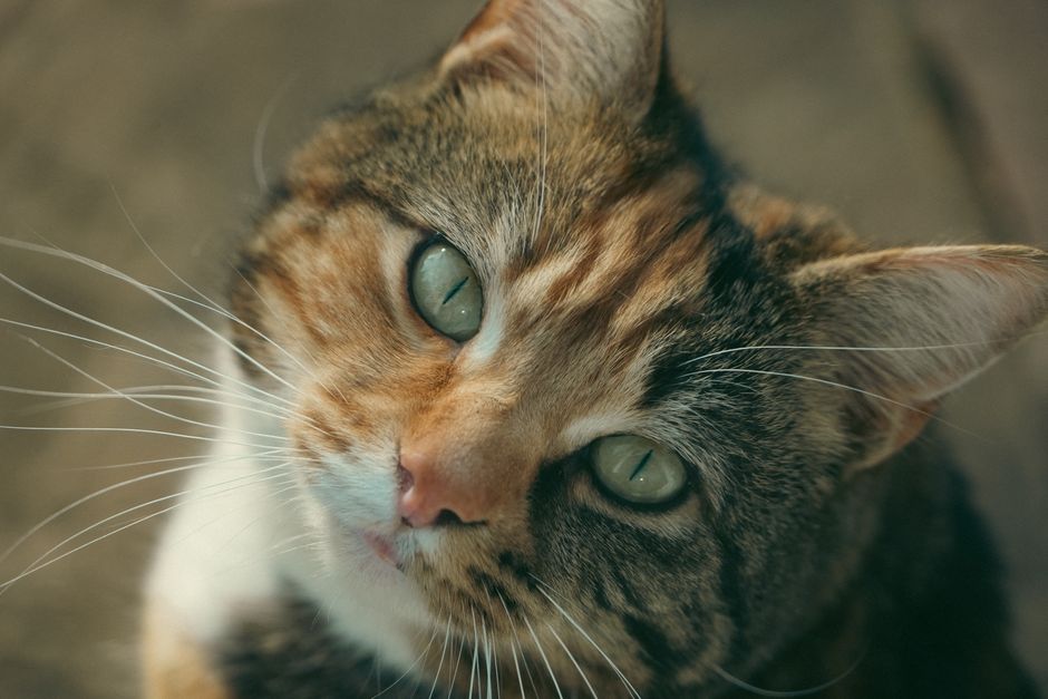 Como acostumar gato e cachorro a conviverem em paz: guia prático