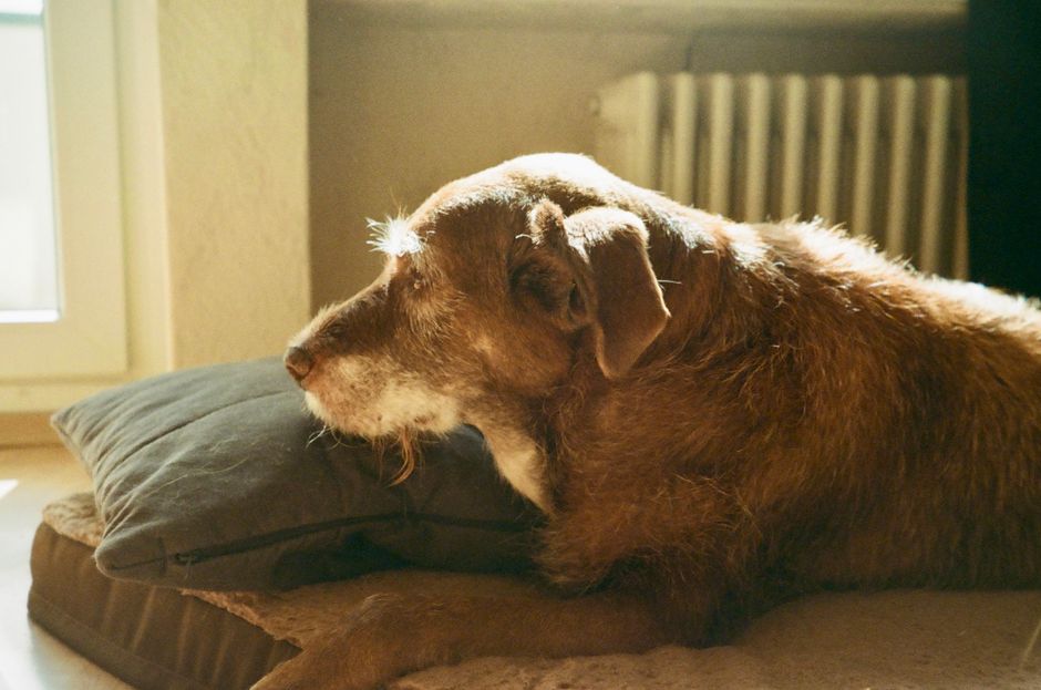 Como adaptar a casa para um cachorro idoso: guia prático