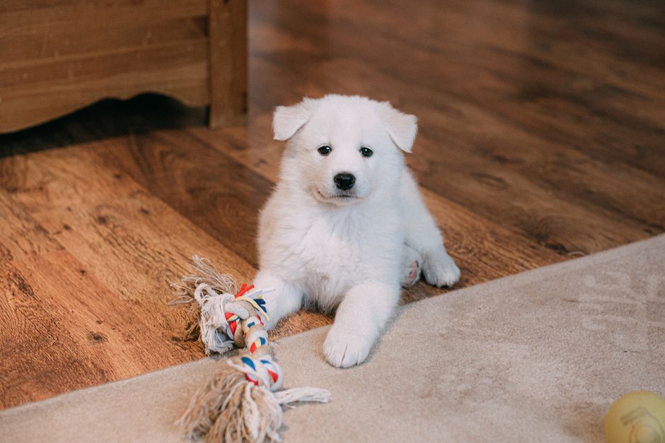 Como escolher tapete higienico lavavel para cachorro em apartamento: guia prático