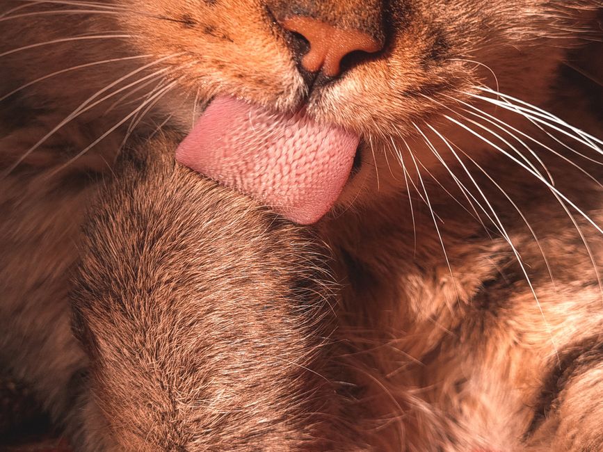 Como escovar pelo de gato que nao gosta de escova: guia prático