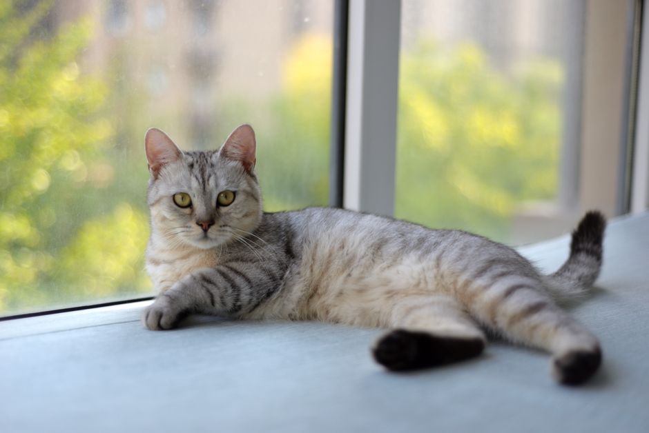 Como evitar a obesidade em gatos castrados de apartamento: guia prático