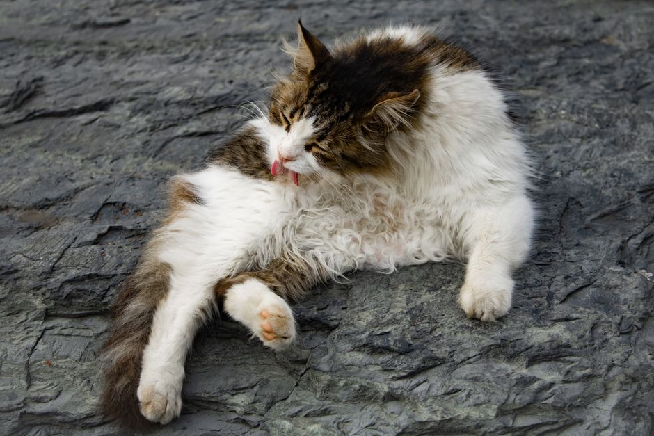 Como evitar bola de pelo em gato com escovacao: guia prático
