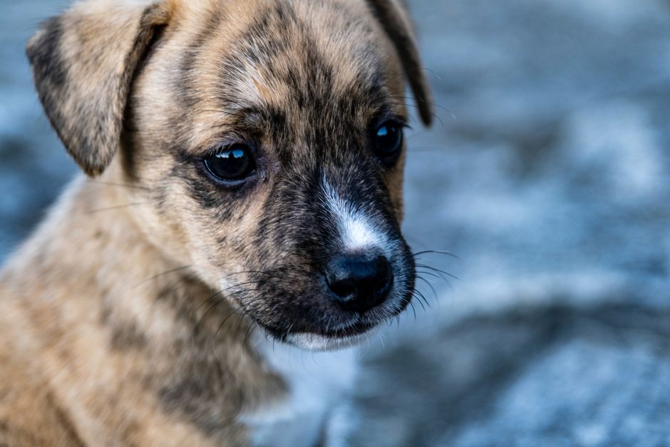 Como fazer filhote de cachorro parar de morder: guia prático