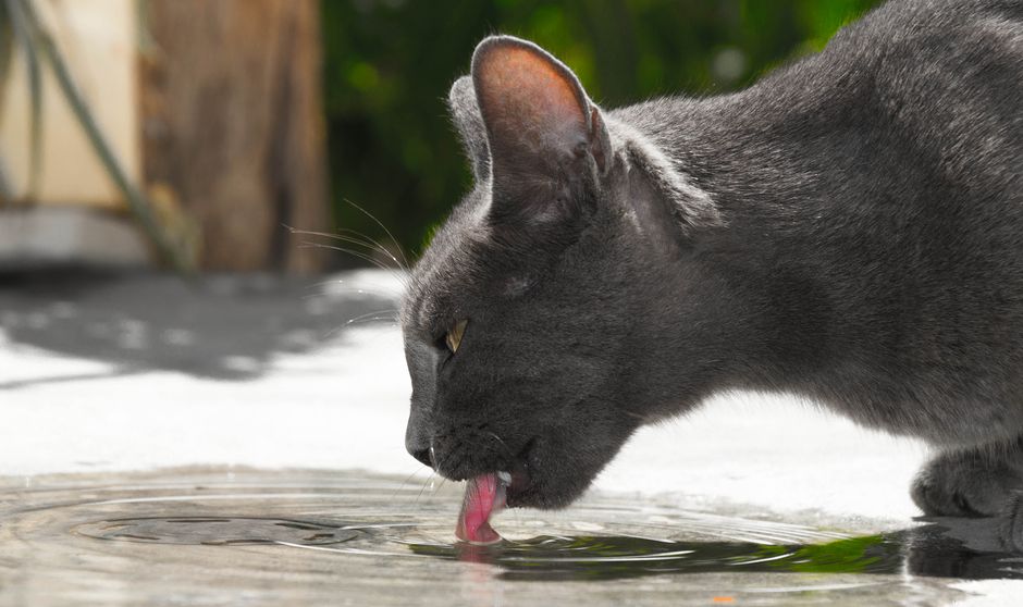 Como fazer o gato beber mais agua: guia prático
