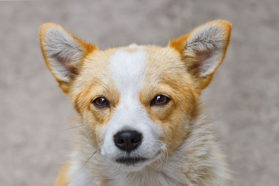 Como limpar orelha de cachorro em casa sem machucar: guia prático