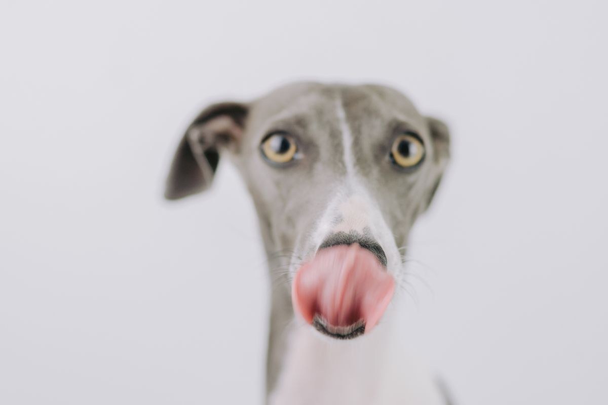Plínio, o pet da Anitta: galgo italiano, temperamento e cuidados