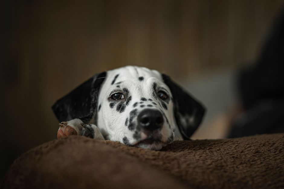 Melhores brinquedos interativos para cães ansiosos sozinhos: guia prático
