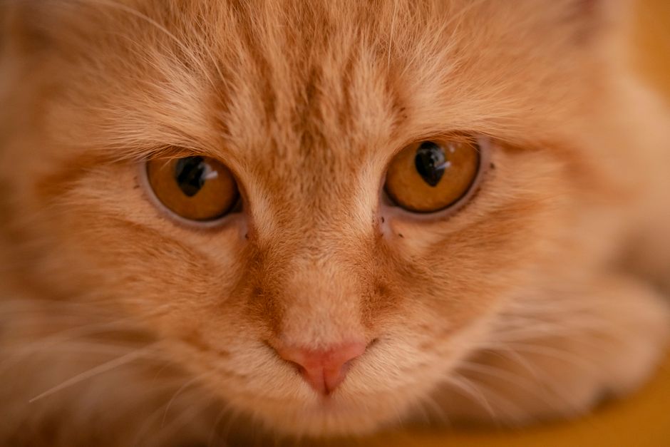 O que comprar antes de adotar um gatinho: guia prático