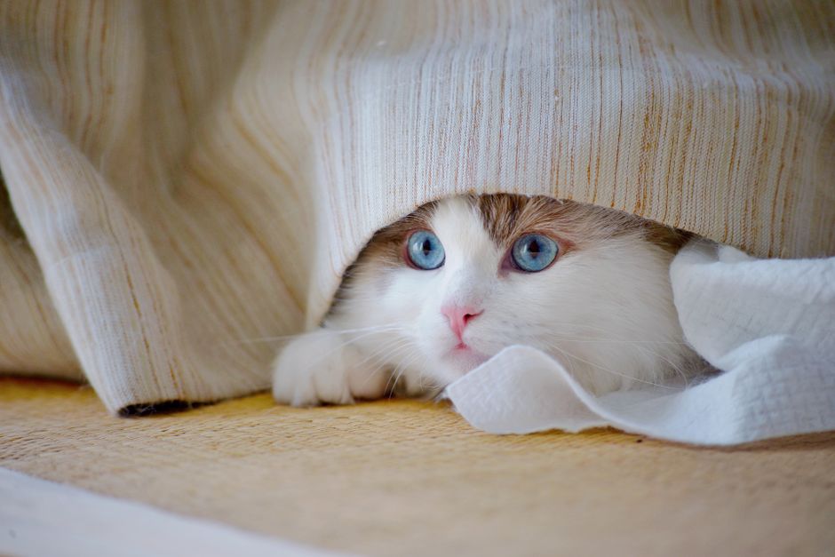Por que o gato esconde a comida na tigela: guia prático