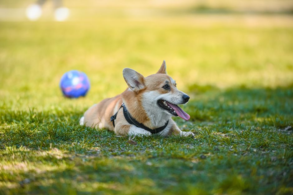 Quais frutas cachorro pode comer no verao com seguranca: guia prático