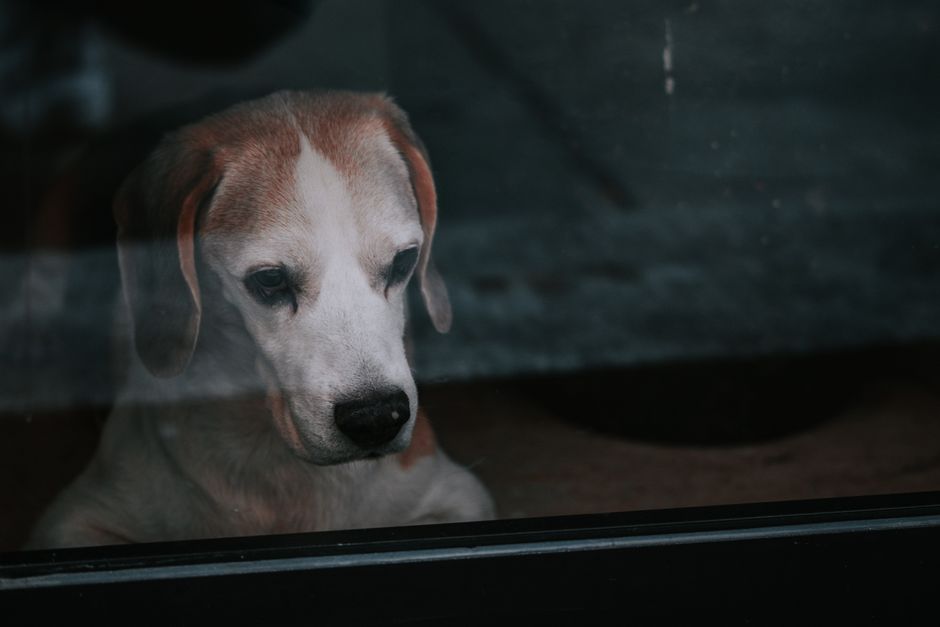 Quanto tempo um cachorro pode ficar sozinho: guia prático